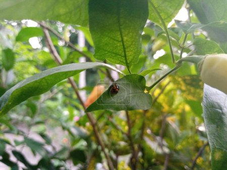 Foto de un insecto mariquita posado en una hoja