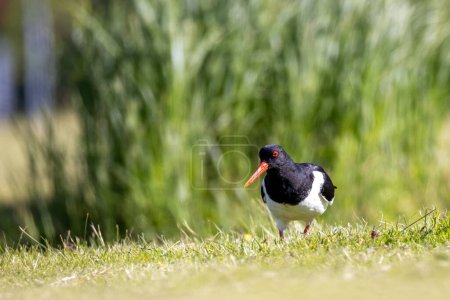 Oystercatcher looking for worms a sunny morning