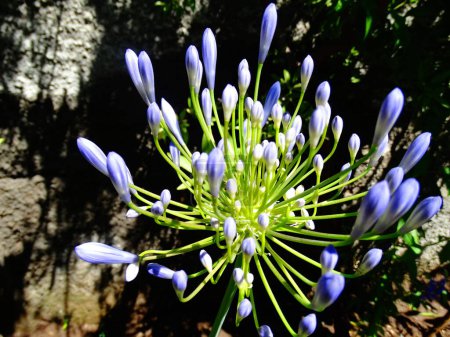 Foto de Agapanthus en floracion flor planta - Imagen libre de derechos