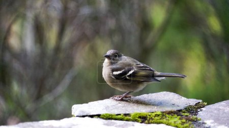 Téléchargez les photos : Un oiseau repose sur une pierre mousseuse dans un cadre de forêt tranquille - en image libre de droit