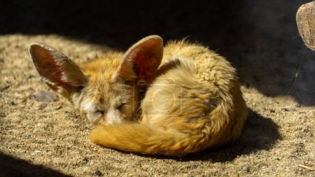 A curled-up fennec fox naps in the sunlight, its large ears prominently displayed.