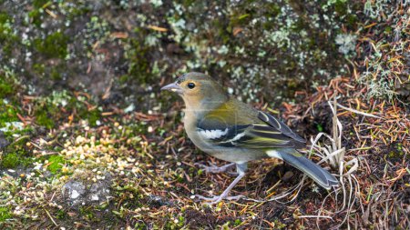 Colorful chaffinch standing among moss and twigs on the forest ground