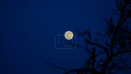 Téléchargez les photos : Lune au milieu des branches - en image libre de droit