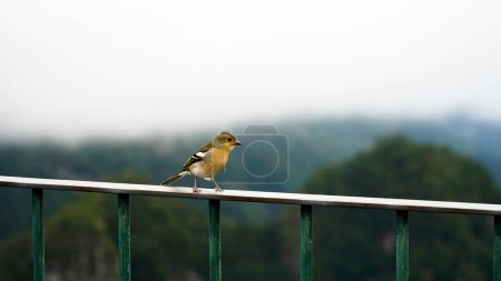 Téléchargez les photos : Oiseau solitaire perché avec vue à Madère - en image libre de droit