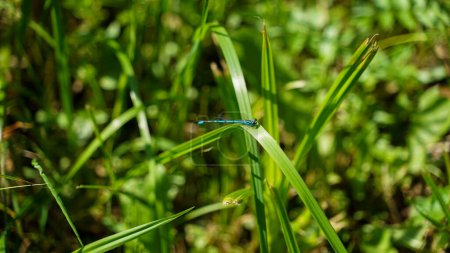 Damselfly azul sobre una hoja de hierba