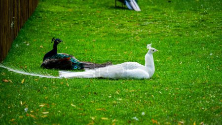 White and Common Peafowl at Rest