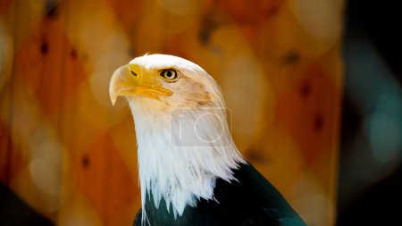 Noble Gaze: The American Bald Eagle