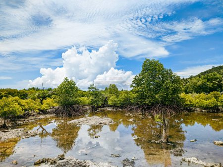Planta de Tengar o Ceriops de la tribu Rhizophoraceae, planta de manglar para proteger contra las olas y la abrasión, cultivo de plantas de manglar