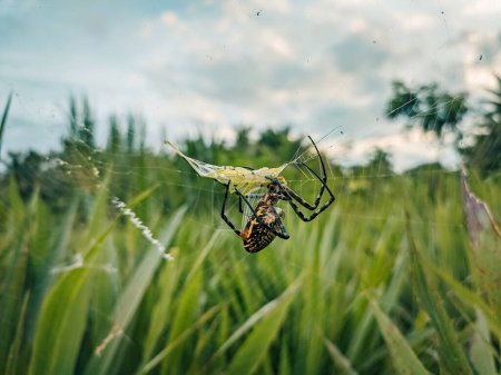 La araña Argiope Amoena está atrapando insectos que entran en su telaraña