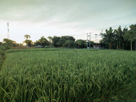 Photo for Stretches of lush and green rice fields. view of rice fields with Mount Egon in the background in Maumere, Flores, Indonesia. Fertile rice farming - Royalty Free Image
