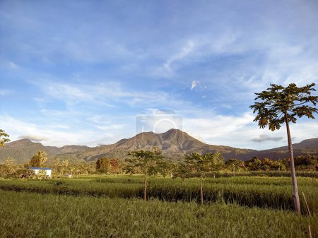 Foto de Tramos de campos de arroz exuberante y verde. vista de campos de arroz con el Monte Egon en el fondo en Maumere, Flores, Indonesia. Cultivo fértil de arroz - Imagen libre de derechos