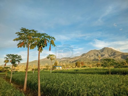 Téléchargez les photos : Étendues de rizières luxuriantes et vertes. vue sur les rizières avec le mont Egon en arrière-plan à Maumere, Flores, Indonésie. Riziculture fertile - en image libre de droit