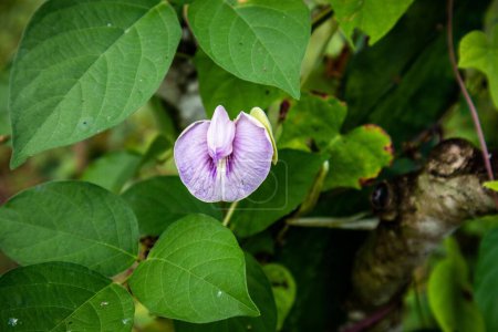 flowers of the Centrosema plant or butterfly pea that grows wild