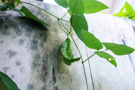 la planta rastrera de Psophocarpus tetragonolobus