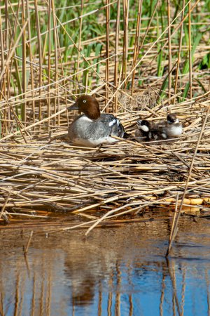 A female common goldeneye (Bucephala clangula) with young ducklings in its natural habitat near the water in the reeds.