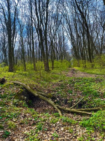 Foto de Despertar primaveral: Secretos del sendero forestal - Imagen libre de derechos