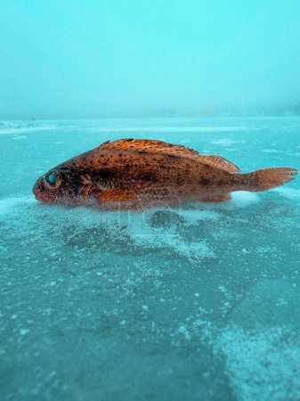 Silence hivernal : poisson sur glace