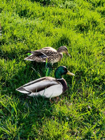 Ducks on a background of grass