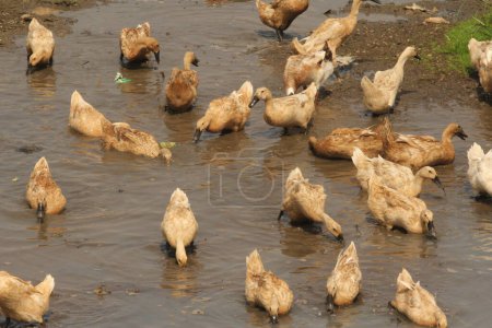 Gruppe brauner Enten sucht im Schlamm nach Futter