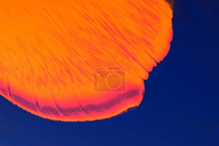 Photo for Abstract creative background liquid art, contrast paint stains and blots, blue orange alcohol ink - Royalty Free Image