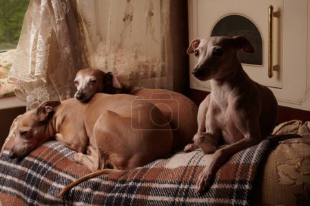 Foto de Retrato de tres perros galgos italianos de color marrón posando en el sofá en casa - Imagen libre de derechos