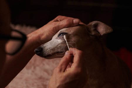 Photo for Portrait of Italian Greyhound. The owner cleans the eyes of the dog with cotton swa - Royalty Free Image