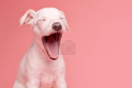 Photo for Portrait of cute Italian Greyhound puppy yawning isolated on pink studio background. Small sleepy beagle dog white beige colo - Royalty Free Image