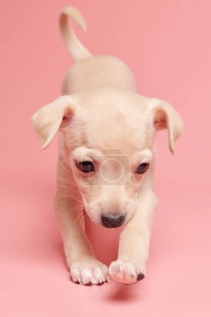 Photo for Portrait of cute Italian Greyhound puppy isolated on pink studio background. Small beagle dog white beige colo - Royalty Free Image