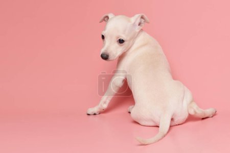 Téléchargez les photos : Portrait de chiot lévrier italien mignon isolé sur fond de studio rose. Petit chien beagle blanc beige colo - en image libre de droit