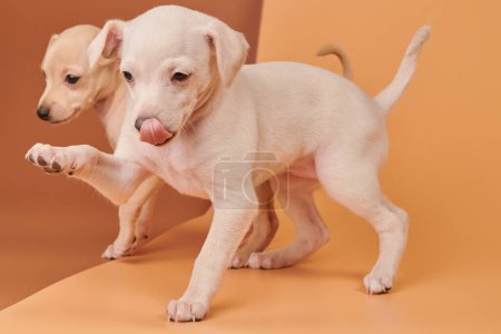 Photo for Portrait of two cute Italian Greyhound puppies playing isolated on studio background. Small sleepy beagle dogs white beige colo - Royalty Free Image