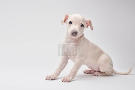 Téléchargez les photos : Portrait de chiot lévrier italien mignon isolé sur fond de studio blanc. Petit chien beagle blanc beige colo - en image libre de droit