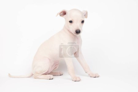 Photo for Portrait of cute Italian Greyhound puppy isolated on white studio background. Small beagle dog white beige colo - Royalty Free Image