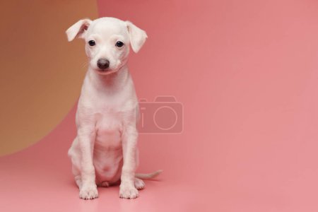 Photo for Portrait of cute Italian Greyhound puppy isolated on pink orange studio background. Small beagle dog white beige colo - Royalty Free Image