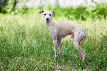 Portrait of Italian Greyhound male dog walking in green grass field