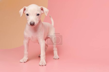 Téléchargez les photos : Portrait de chiot lévrier italien mignon isolé sur fond studio orange rose. Petit chien beagle blanc beige colo - en image libre de droit