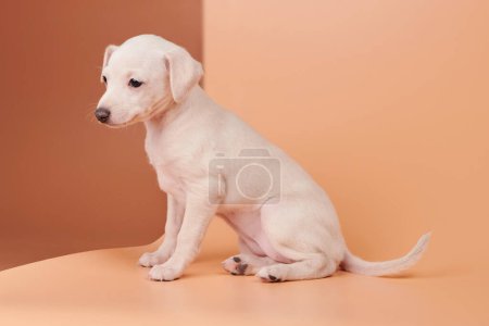 Photo for Portrait of cute Italian Greyhound puppy isolated on brown orange studio background. Small beagle dog white beige colo - Royalty Free Image