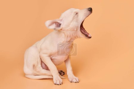 Photo for Portrait of cute Italian Greyhound puppy yawning isolated on orange studio background. Small sleepy beagle dog white beige colo - Royalty Free Image