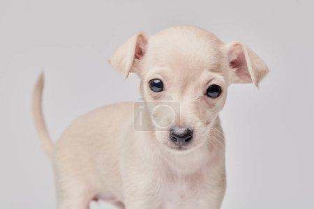 Photo for Portrait of cute Italian Greyhound puppy isolated on white studio background. Small beagle dog white beige colo - Royalty Free Image