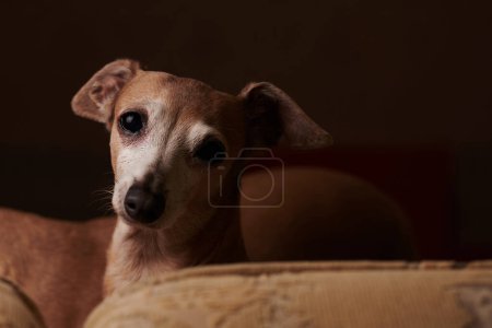 Photo for Portrait of Italian Greyhound dog brown color posing on sofa at home - Royalty Free Image