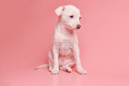 Téléchargez les photos : Portrait de chiot lévrier italien mignon isolé sur fond de studio rose. Petit chien beagle blanc beige colo - en image libre de droit