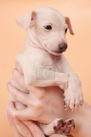 Foto de Retrato de lindo cachorro galgo italiano en manos humanas. Pequeño perro beagle somnoliento de color beige blanco aislado en el fondo del estudio - Imagen libre de derechos
