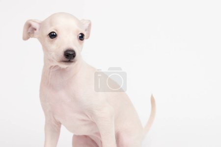 Téléchargez les photos : Portrait de chiot lévrier italien mignon isolé sur fond de studio blanc. Petit chien beagle blanc beige colo - en image libre de droit