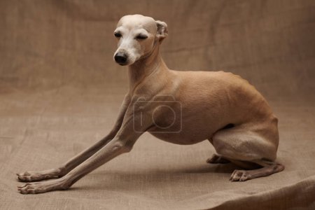 Téléchargez les photos : Portrait de chien italien Greyhound mâle posant isolé sur fond studio beige - en image libre de droit