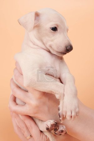 Photo for Portrait of cute Italian Greyhound puppy in human hands. Small sleepy beagle dog white beige color isolated on studio background - Royalty Free Image