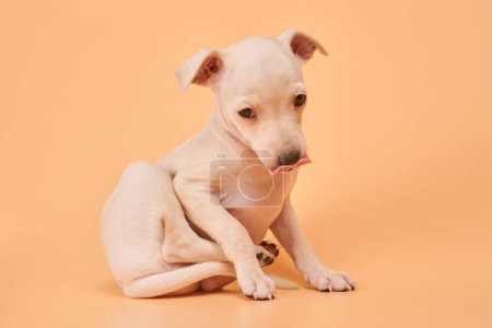 Photo for Portrait of cute Italian Greyhound puppy showing tongue isolated on orange studio background. Small sleepy beagle dog white beige colo - Royalty Free Image