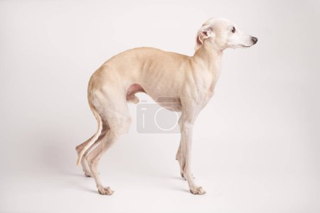 Téléchargez les photos : Portrait de chien italien Greyhound mâle posant isolé sur fond de studio blanc - en image libre de droit