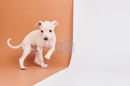 Photo for Portrait of cute Italian Greyhound puppy isolated on white brown studio background. Small beagle dog white beige colo - Royalty Free Image