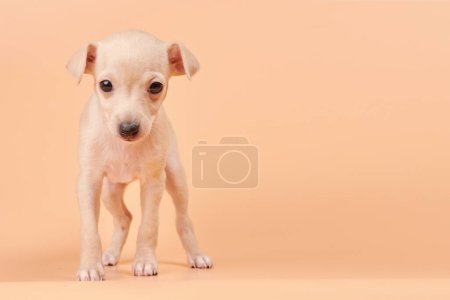 Foto de Retrato de lindo cachorro de galgo italiano aislado sobre fondo de estudio de color naranja melocotón. Pequeño perro beagle blanco beige colo - Imagen libre de derechos