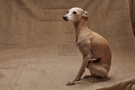 Foto de Retrato de perro macho galgo italiano posando aislado sobre fondo beige estudio - Imagen libre de derechos