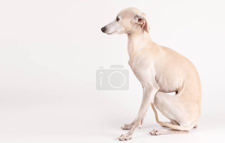 Téléchargez les photos : Portrait de chien italien Greyhound mâle posant isolé sur fond de studio blanc - en image libre de droit